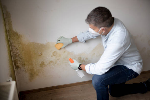 Best Mold Damage Restoration  in Point Of Rocks, MD