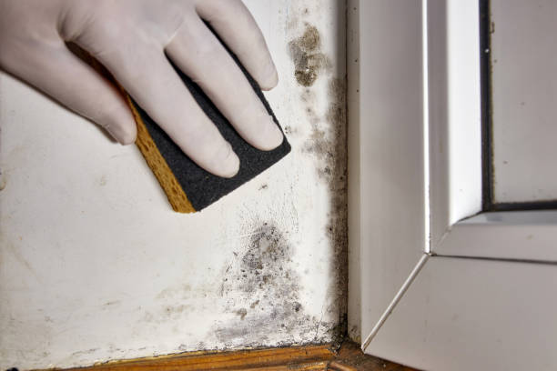 Best Black Mold Removal  in Point Of Rocks, MD