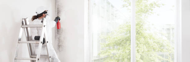 Best Basement Mold Removal  in Point Of Rocks, MD